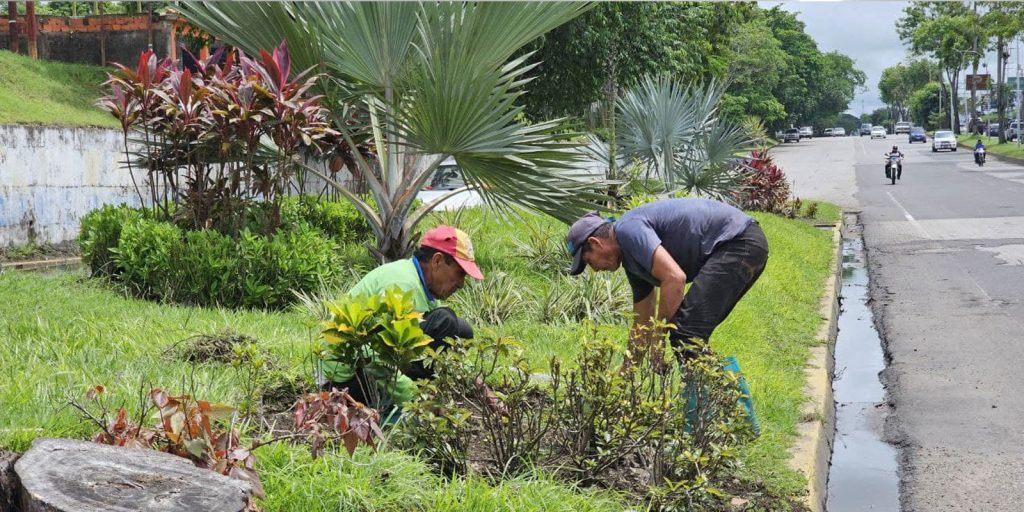 Impulsan-ornato-en-Maturín-con-siembra-de-500-plantas-en-Boquerón