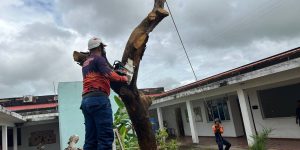 Alcaldía-inicia-inspección-de-árboles-en-situación-de-riesgo