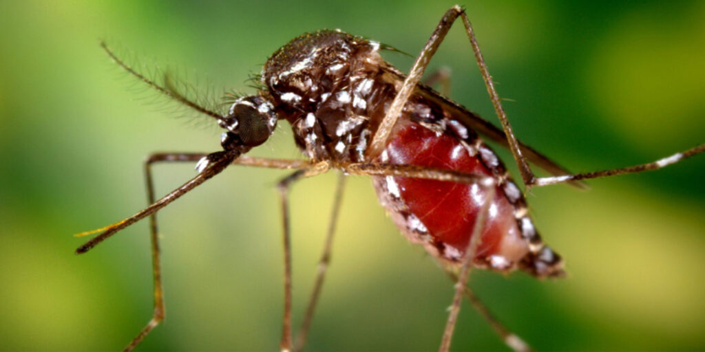 OMS-alerta-sobre-posible-propagación-global-de-Chikungunya
