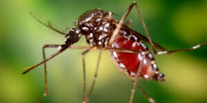 OMS-alerta-sobre-posible-propagación-global-de-Chikungunya