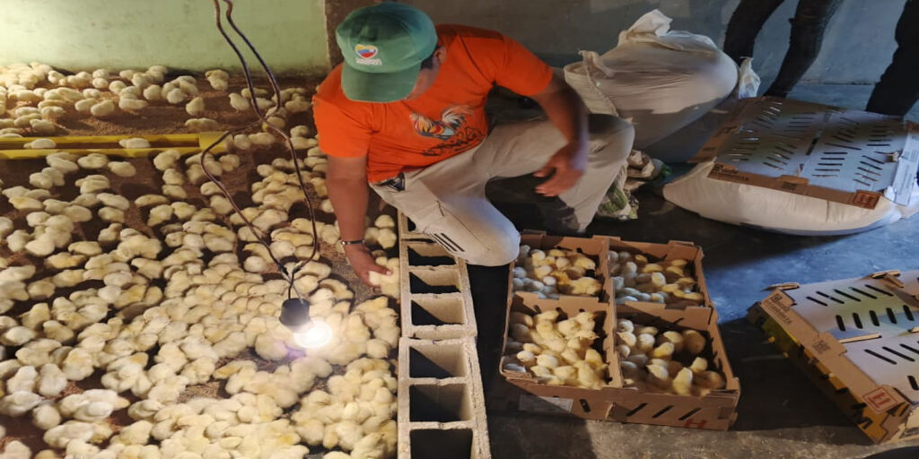Juventud-de-la-Comuna-El-Rosillo--arranca-proyecto-de-cría-y-engorde-de-pollos