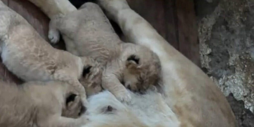 Tres-leones-nacieron-en-el-parque-zoológico-Chorros-de-Milla-de-Mérida