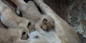 Tres-leones-nacieron-en-el-parque-zoológico-Chorros-de-Milla-de-Mérida
