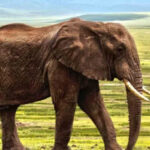 mprudencia-en-la-India-turista-es-aplastado-por-un-elefante-al-intentar-tomarse-una-selfie