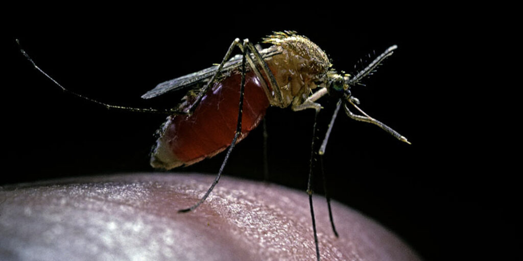 Ciudad-china-reporta-más-de-1.700-casos-de-chikungunya