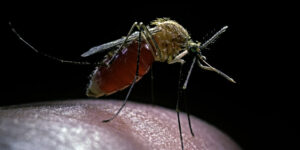 Ciudad-china-reporta-más-de-1.700-casos-de-chikungunya
