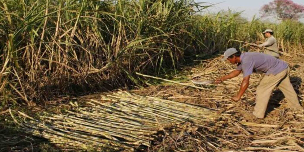 Producción-de-azúcar-en-el-país-ronda-un-60%