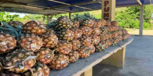 Productores-de-piña-piden-planes-de-desarrollo-para-impulsar-la-siembra-en-Sucre