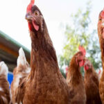 Decretan en Uruguay emergencia sanitaria por gripe aviar