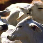 Asoprimo solicita control de incendios forestales en zonas ganaderas de Monagas