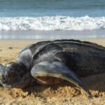 Crean mesa de trabajo para proteger a tortugas Cardón que desovan en costas margariteñas