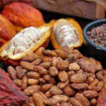 Asoprocave entrega plan al ministerio de Agricultura para proteger al productor de cacao