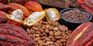 cacao