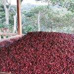 Trujillo se prepara para realizar exportaciones de café hacia Europa del este
