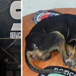 Muere perro rescatado tras ser víctima de maltrato por parte de su dueña