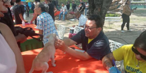 mascota
