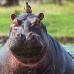 Un capricho de Pablo Escobar lleva a Colombia a optar por la eutanasia para 80 hipopótamos