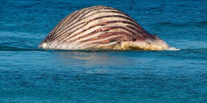 BALLENA