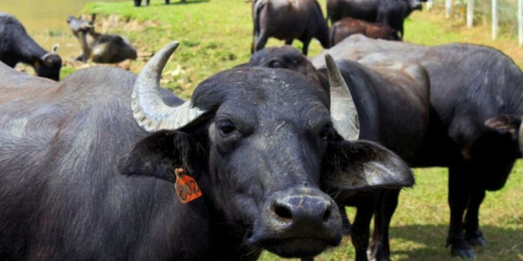 BUF