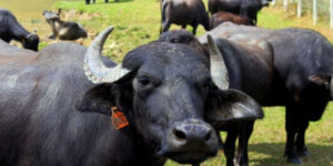 BUF