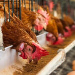 Fenavi proyecta un crecimiento del 60% en la producción avícola nacional