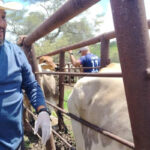 Distribuyen 3 mil vacunas contra la fiebre aftosa en el municipio Cedeño