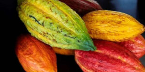 CACAO