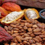 Productores advierten que Ley del Cacao no garantiza financiamiento