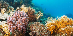 CORAL
