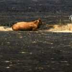  La batalla por salvar a cientos de animales cercados por el fuego en España