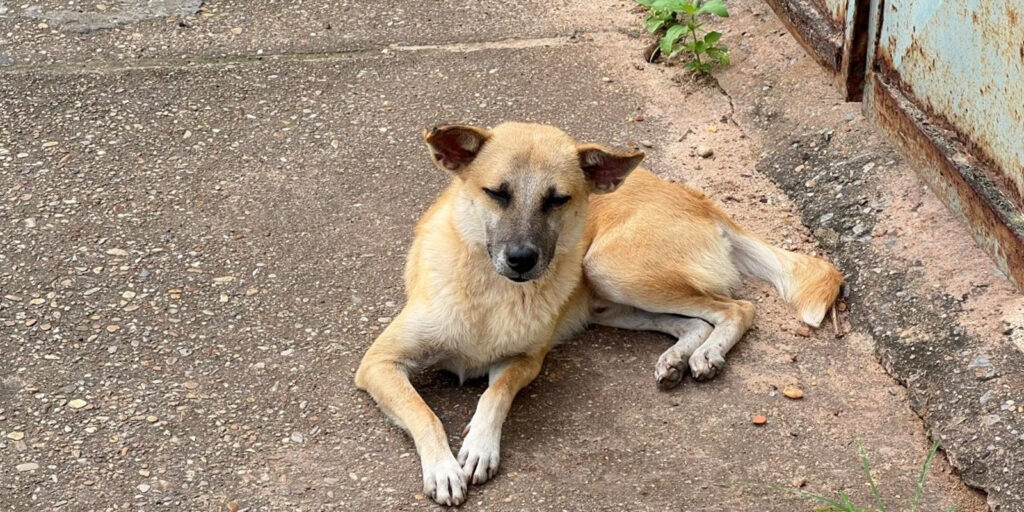 PERRO