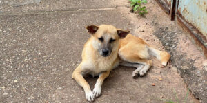 PERRO
