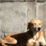 Ocho meses de prisión a influencer por comerse un perro callejero