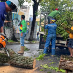 Alcaldía despliega respuesta inmediata tras caída de árboles por fuertes lluvias