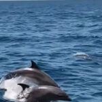 Reportan el retorno de delfines a las costas de La Guaira tras los sismos