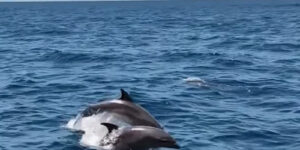 DELFIN