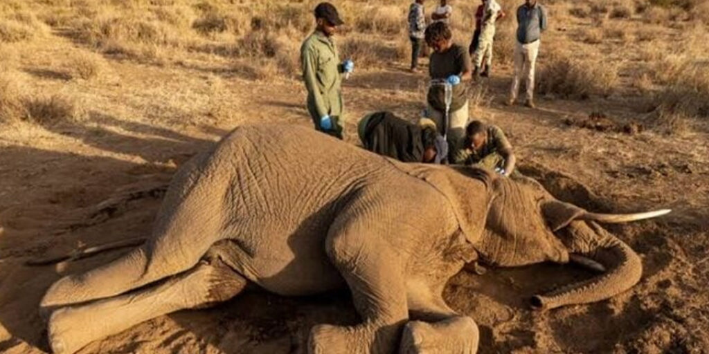 ELEFANTE