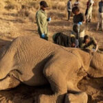 ELEFANTE