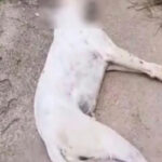 PERRO